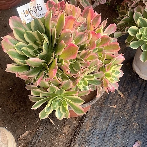 636雨花石多肉法师锦