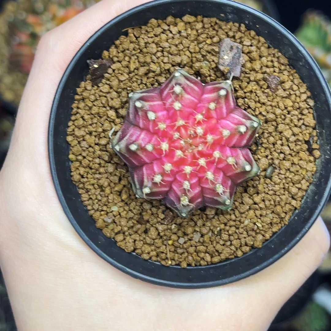 时***步轮回 一物一拍脱土