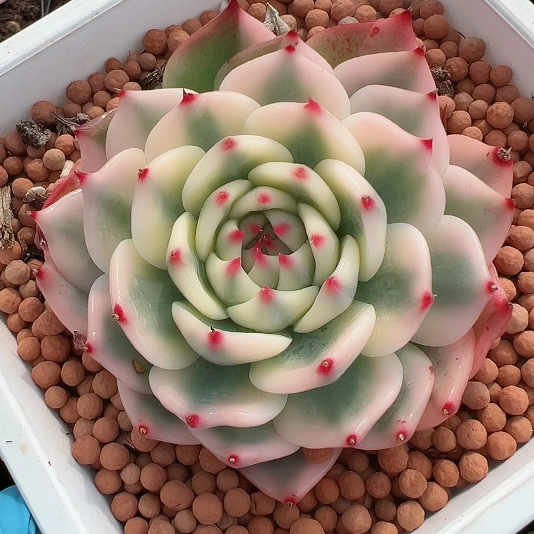 吉娃娃锦，覆轮锦