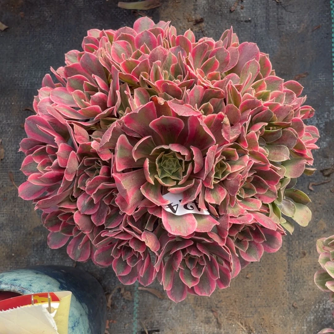 424精品法师女妖