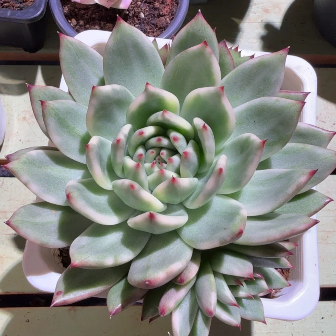 摩根锦群，锦上园艺一物一拍