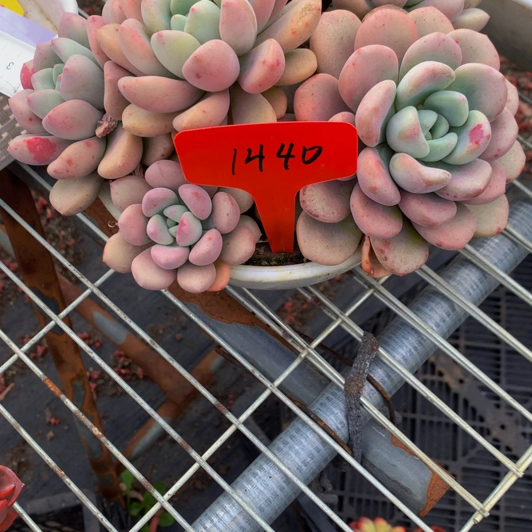 一物一拍1440-10-30