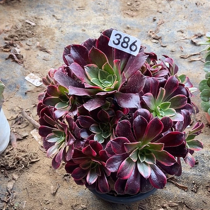 美杜莎优选特价386