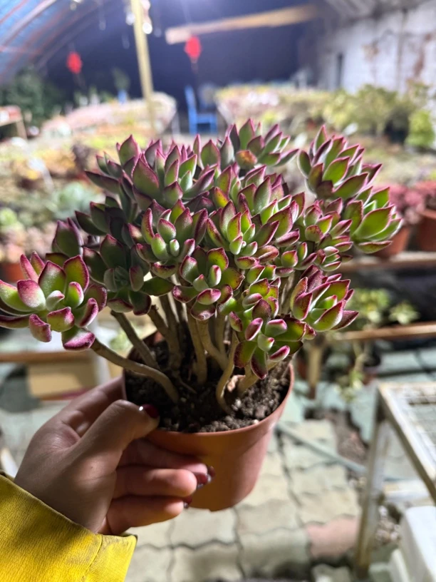 特浓密丛林桩景晃星多肉