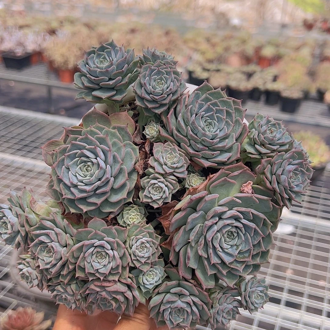 海滨格瑞多头大盆老桩特价