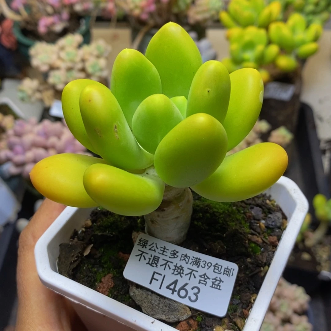 463金蟾多肉肉5c m