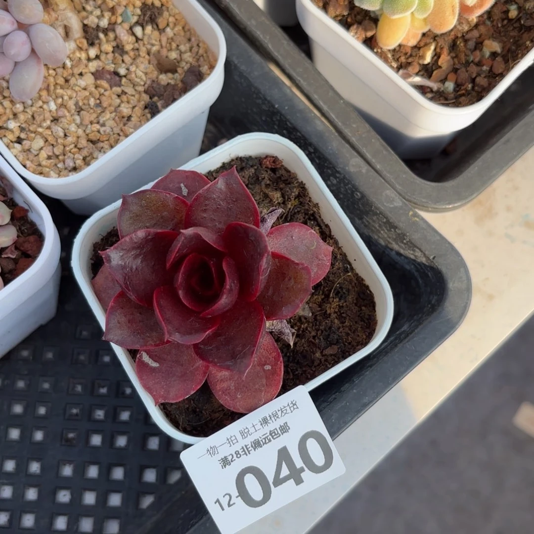 红灯多肉多肉多肉