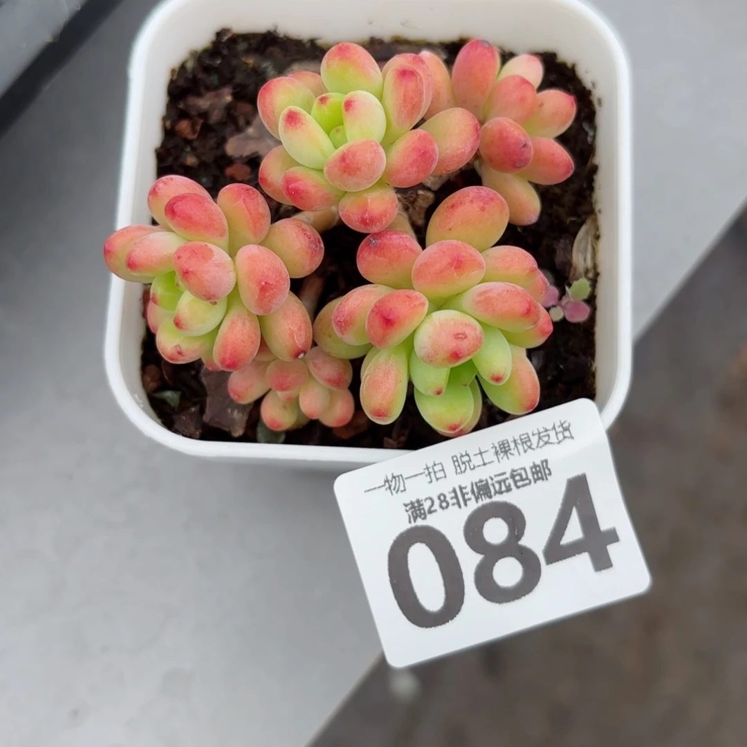 香格里拉老桩无盆土发货
