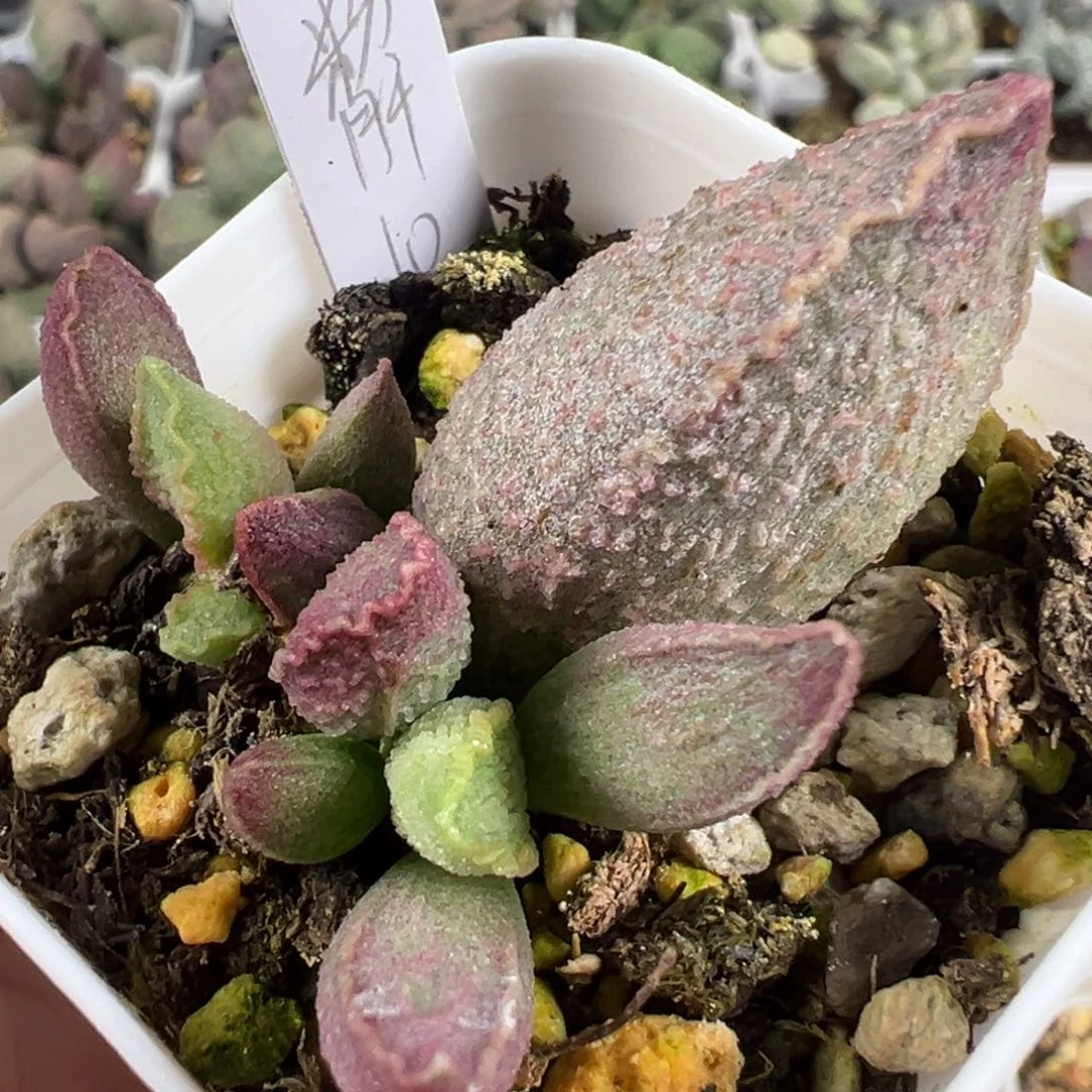 w粉红小猪多肉植物水泡