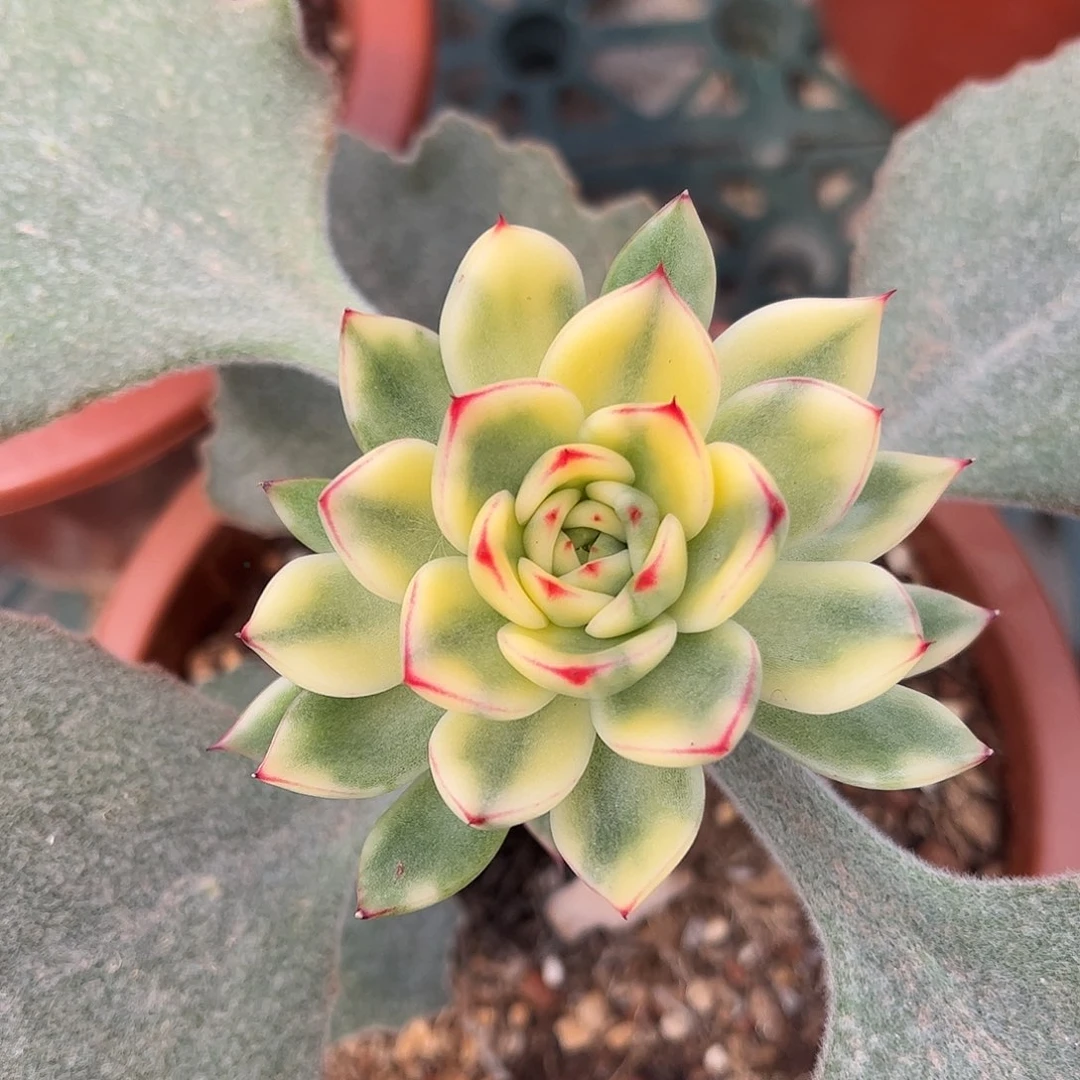 雪花和牛锦 婕宝一物一拍
