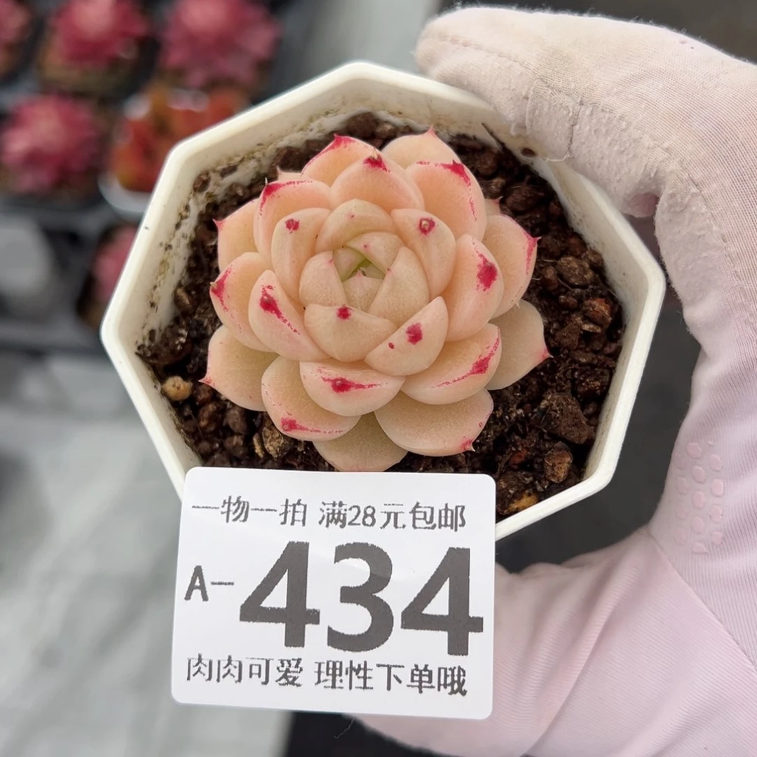 红枫多多肉多肉多肉