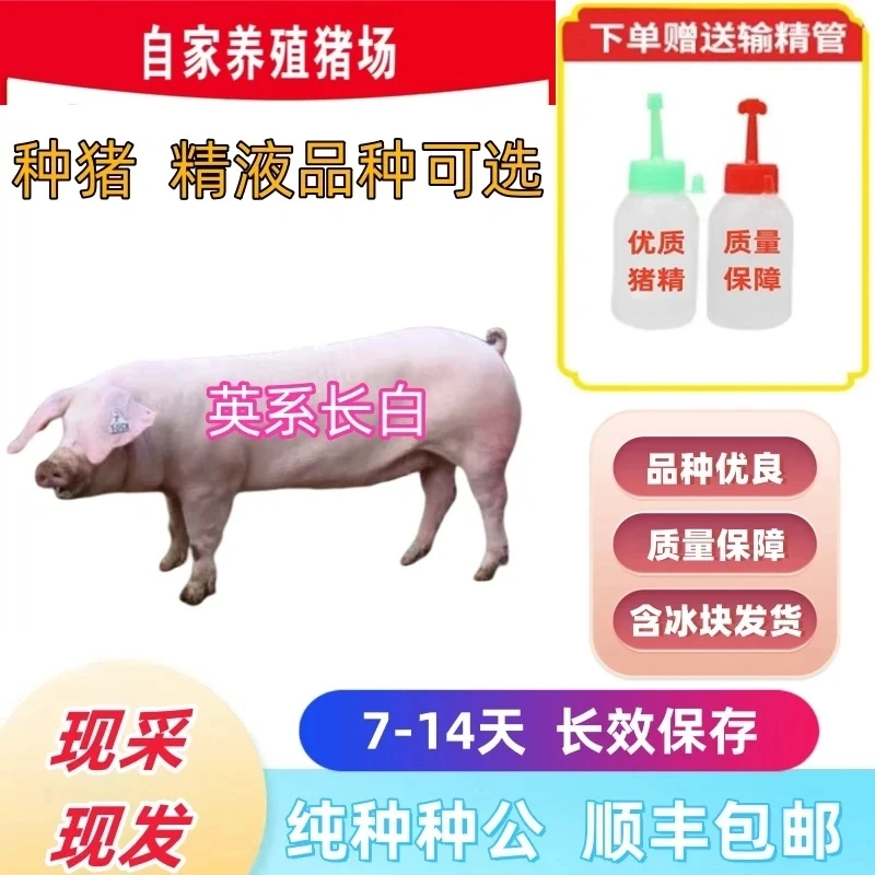长白种公精液一件包邮包对版生态养殖批发输精管猪用耗材