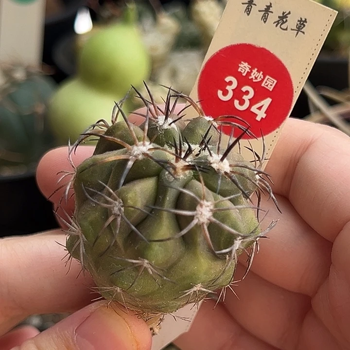 实生杜拉丸3.8cm一棵仙人球
