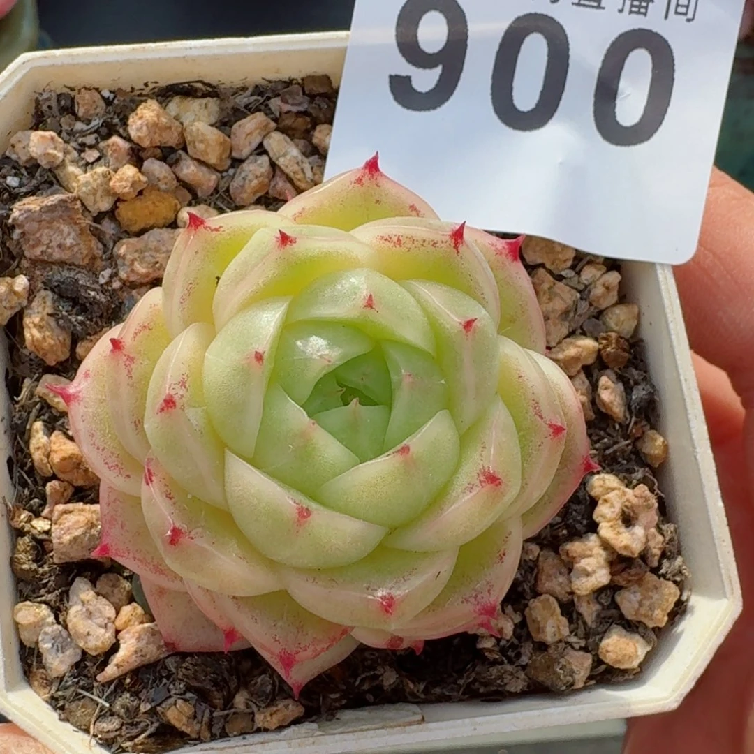 麦秆      愿你一路坦途，乘风破浪展宏图