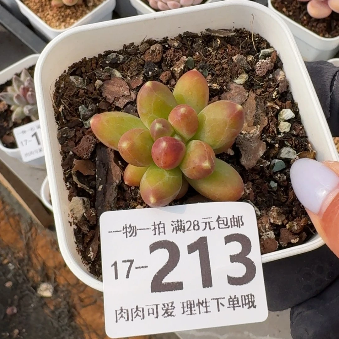 千代田无盆土发货无