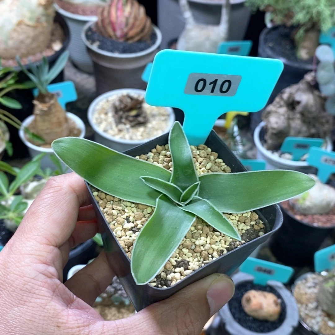 毛边春慵花产地多肉植物