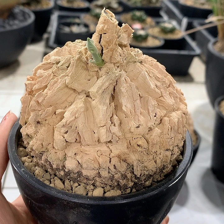 84龟甲萝摩厘米哈哈哈哈哈