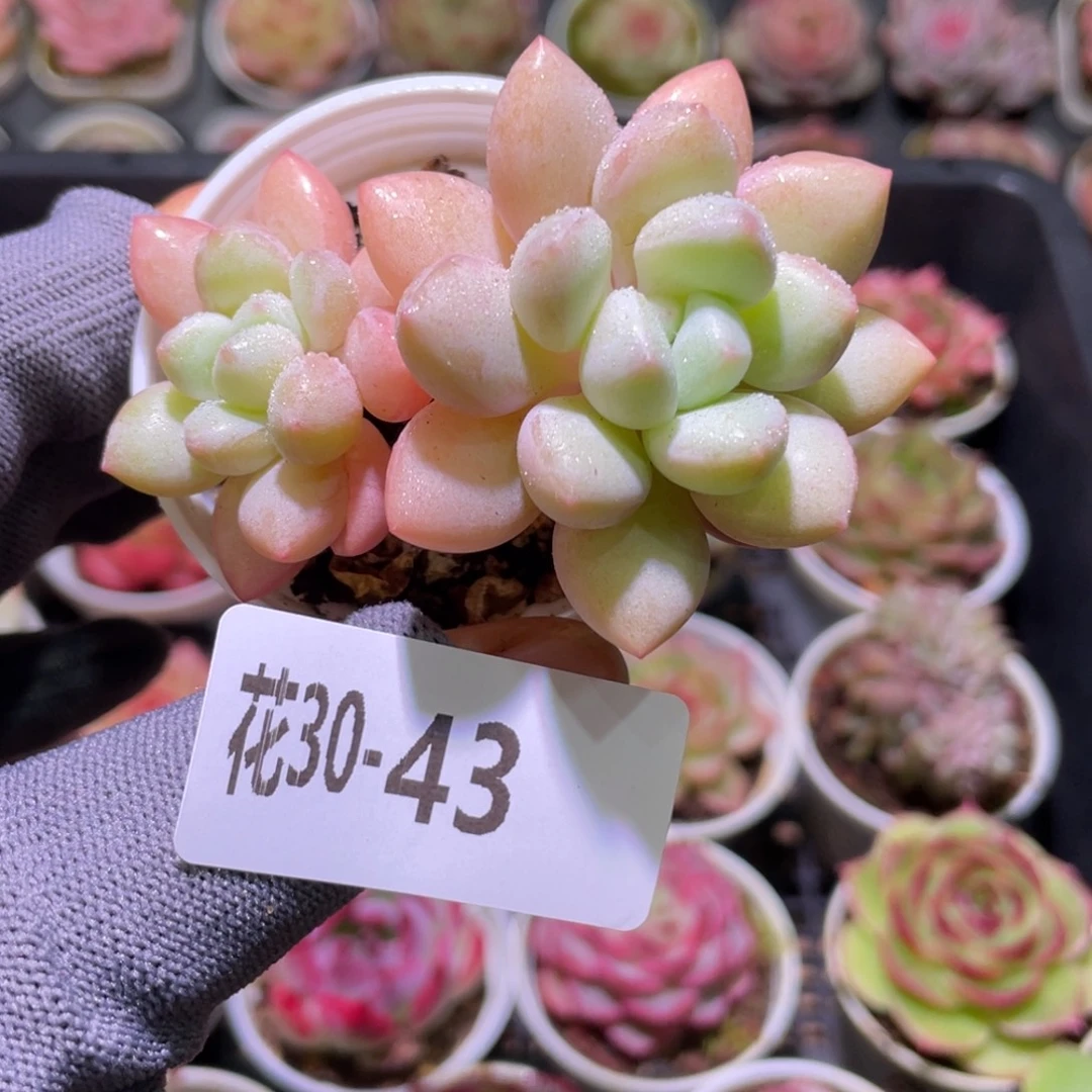 花利美30-43泡泡糖