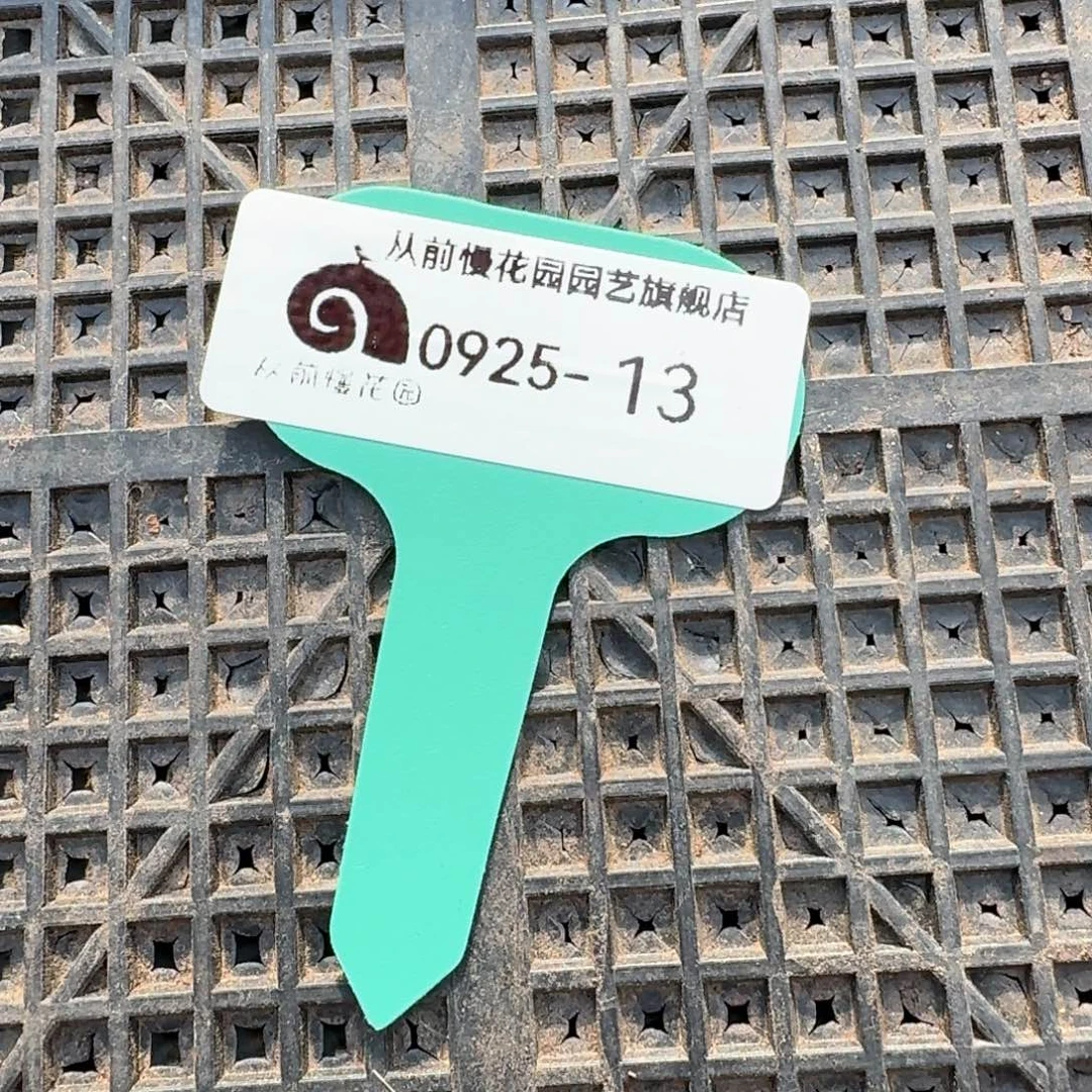 从前慢多肉精选编号0925.13