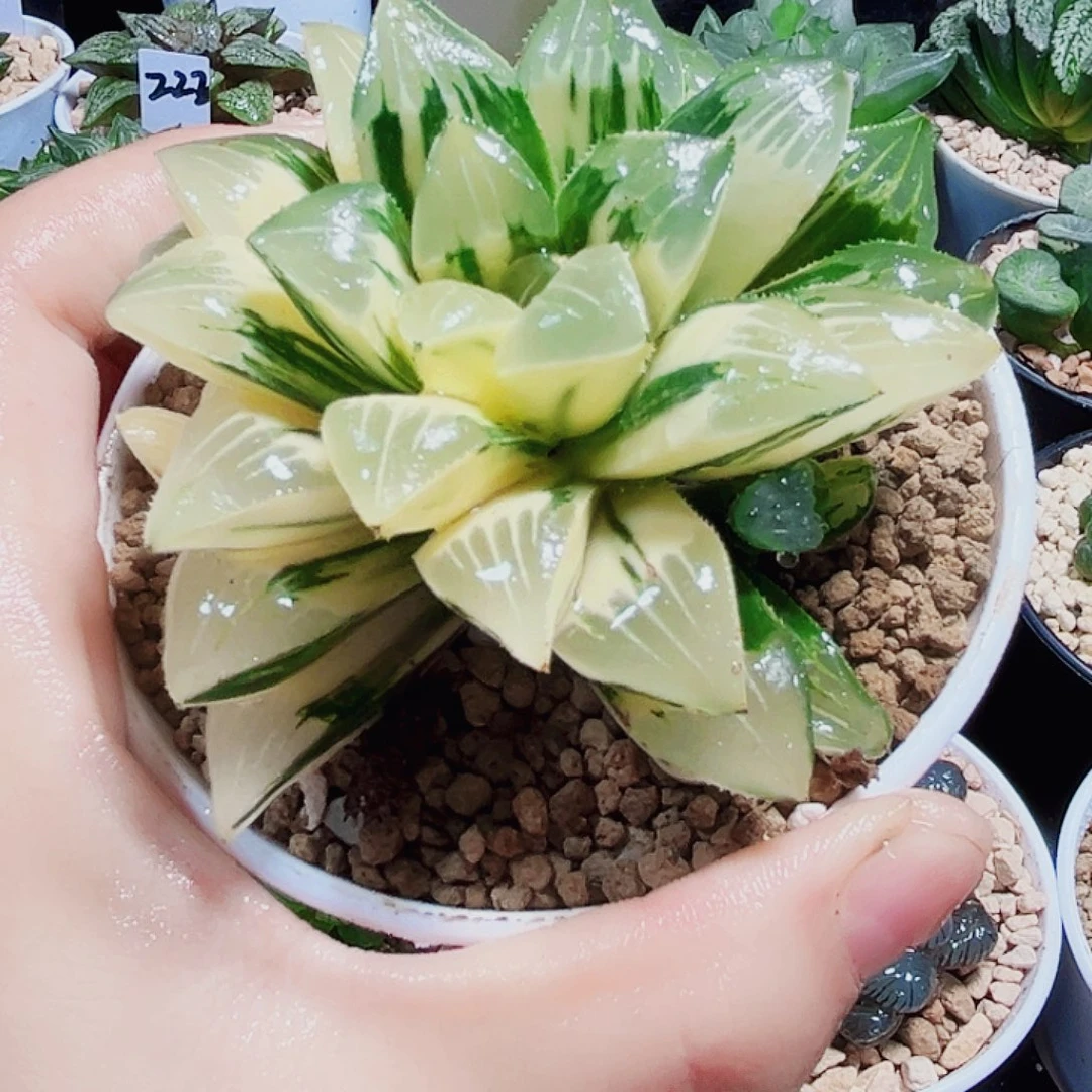 姬寿锦多肉植物66666