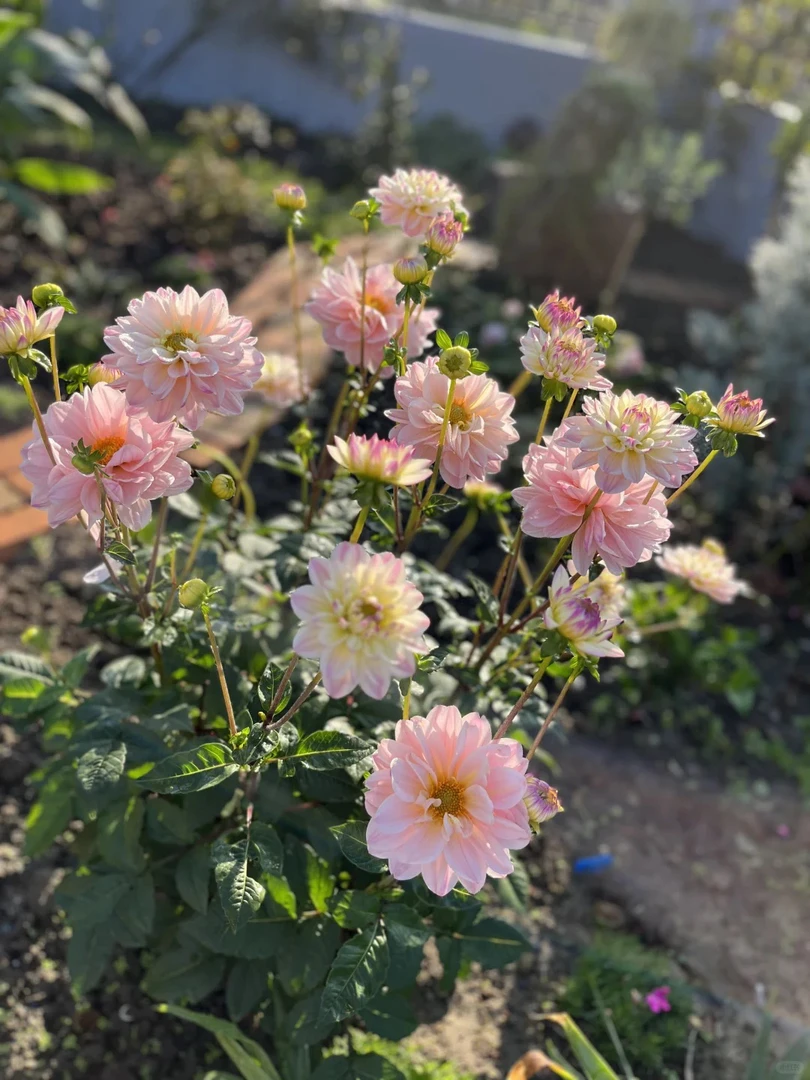 （戴安娜的记忆）进口大丽花种球多年生