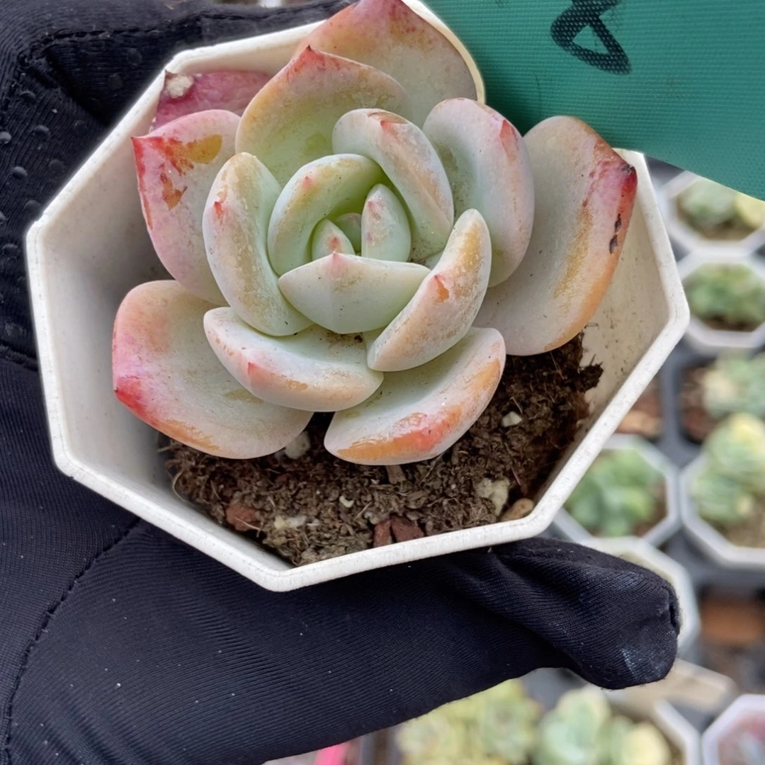 518凤橙多肉植物保护