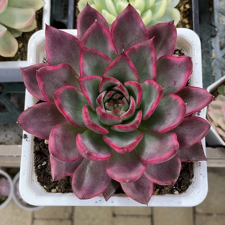 漂亮玛丽亚锦一物一拍锦龙