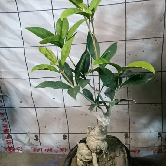 黄***酒完全开放四季红花佛顶珠