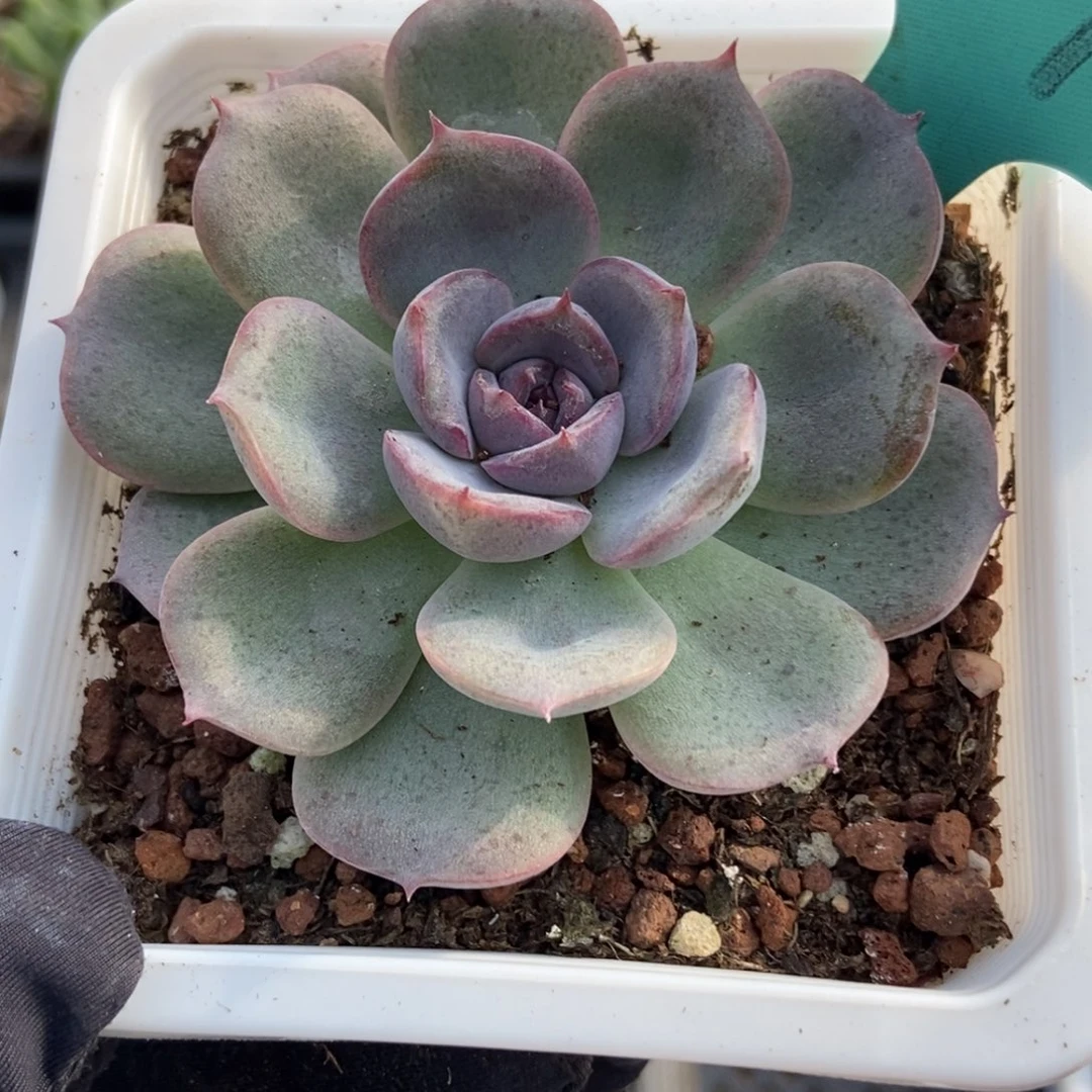 1492黑色系杂交多肉植物