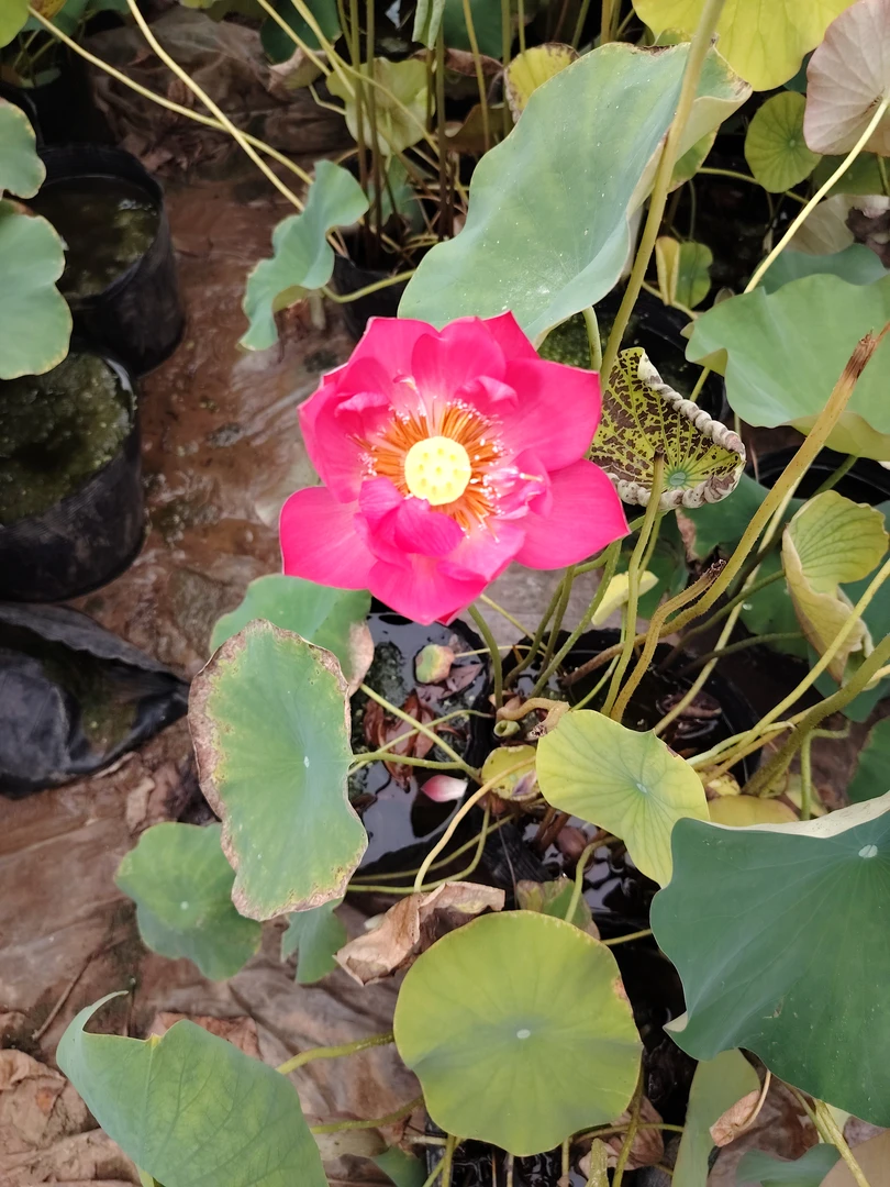 罗根发货拍一发二看清楚拍大型精品观赏型荷花莲花种藕苗盆栽花卉