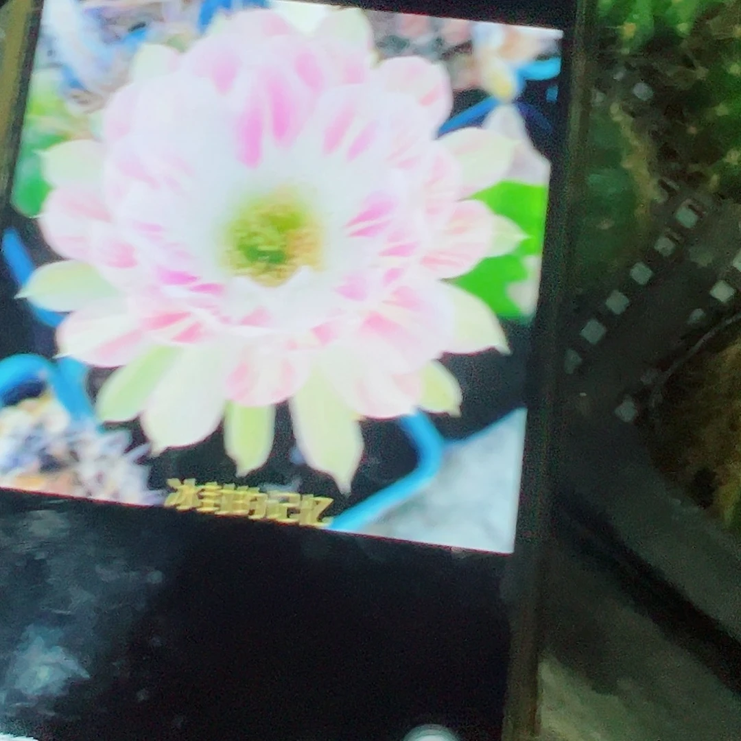 丽花 冰封记忆 侧芽 000