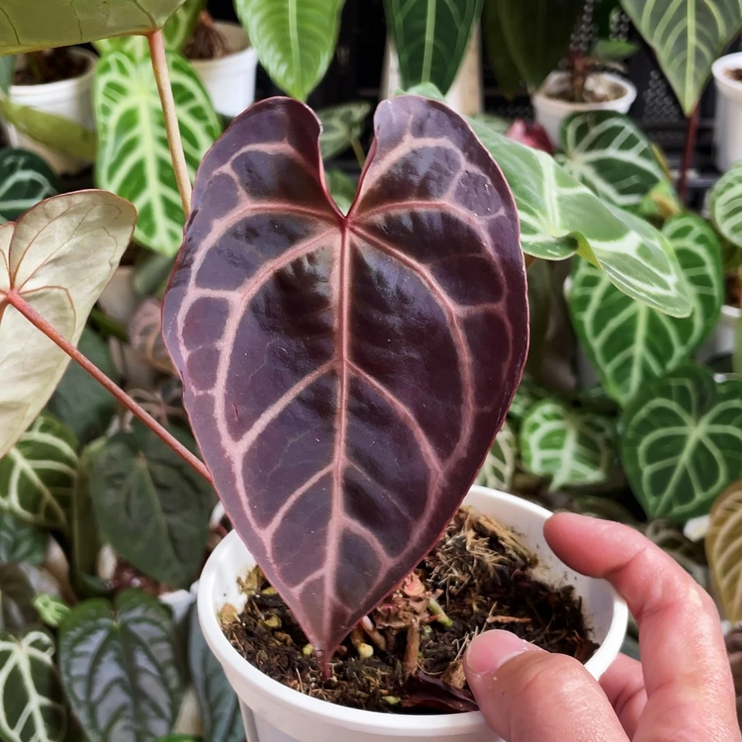 完全开放红水晶杂黑水晶