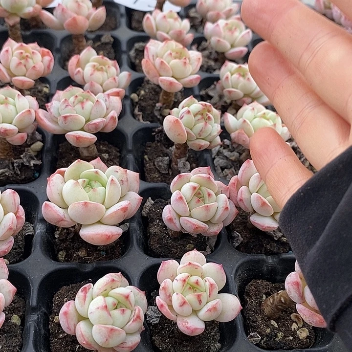 73 多肉植物盆栽花卉