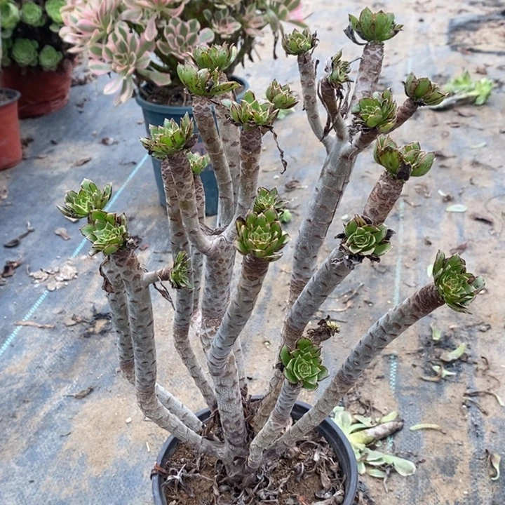 虞姬多肉植物059