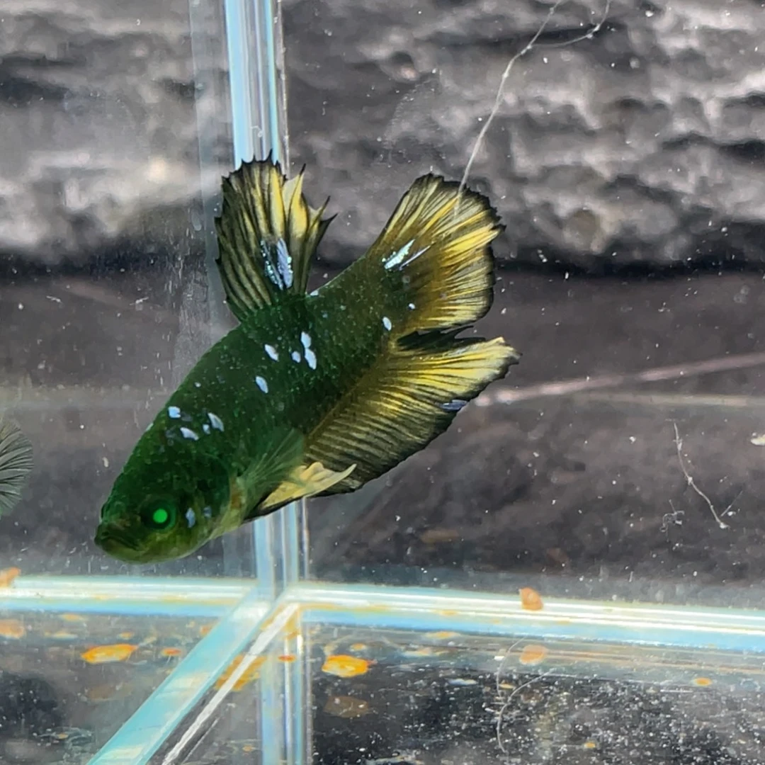 斗鱼绿魔碎星将军公