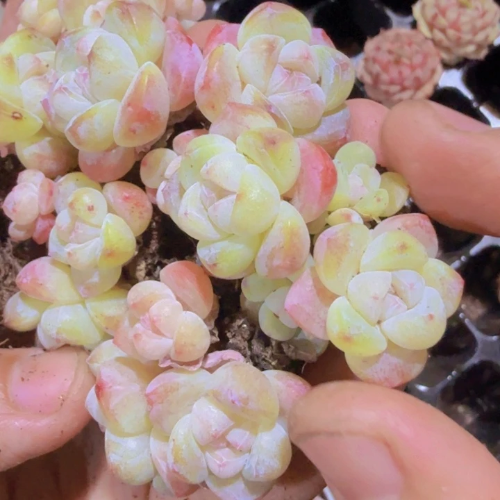 樱花粉冰玉王炸一颗