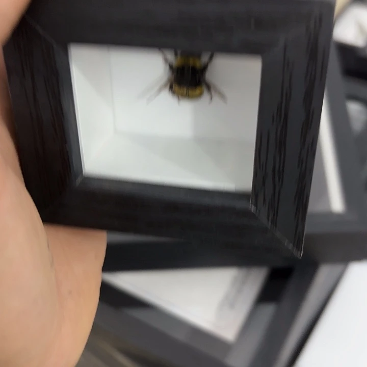 小小黑框小小胖蜂