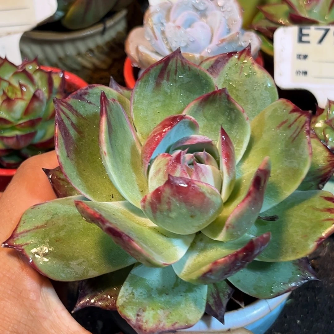 惊鸿一瞥多肉植物