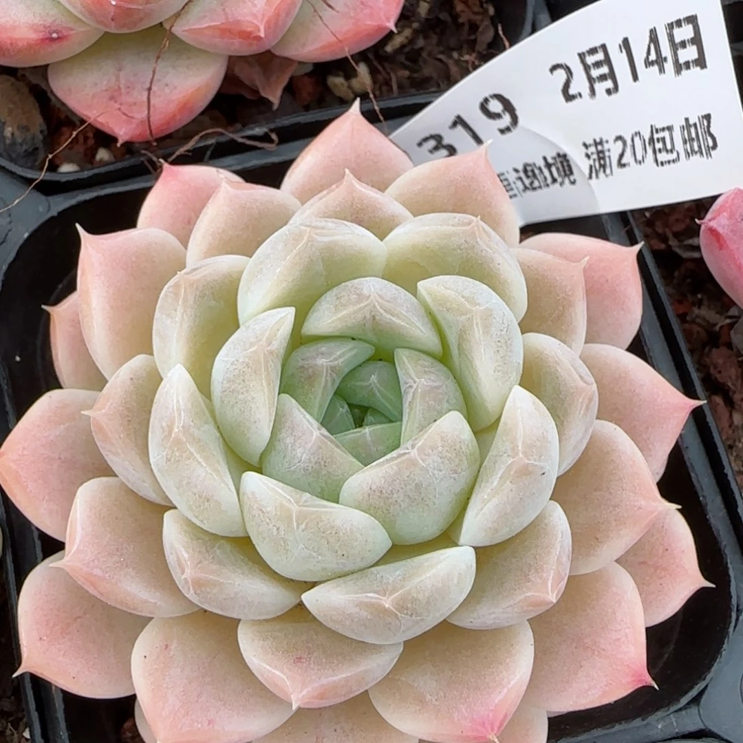 花语逸镜0214-319