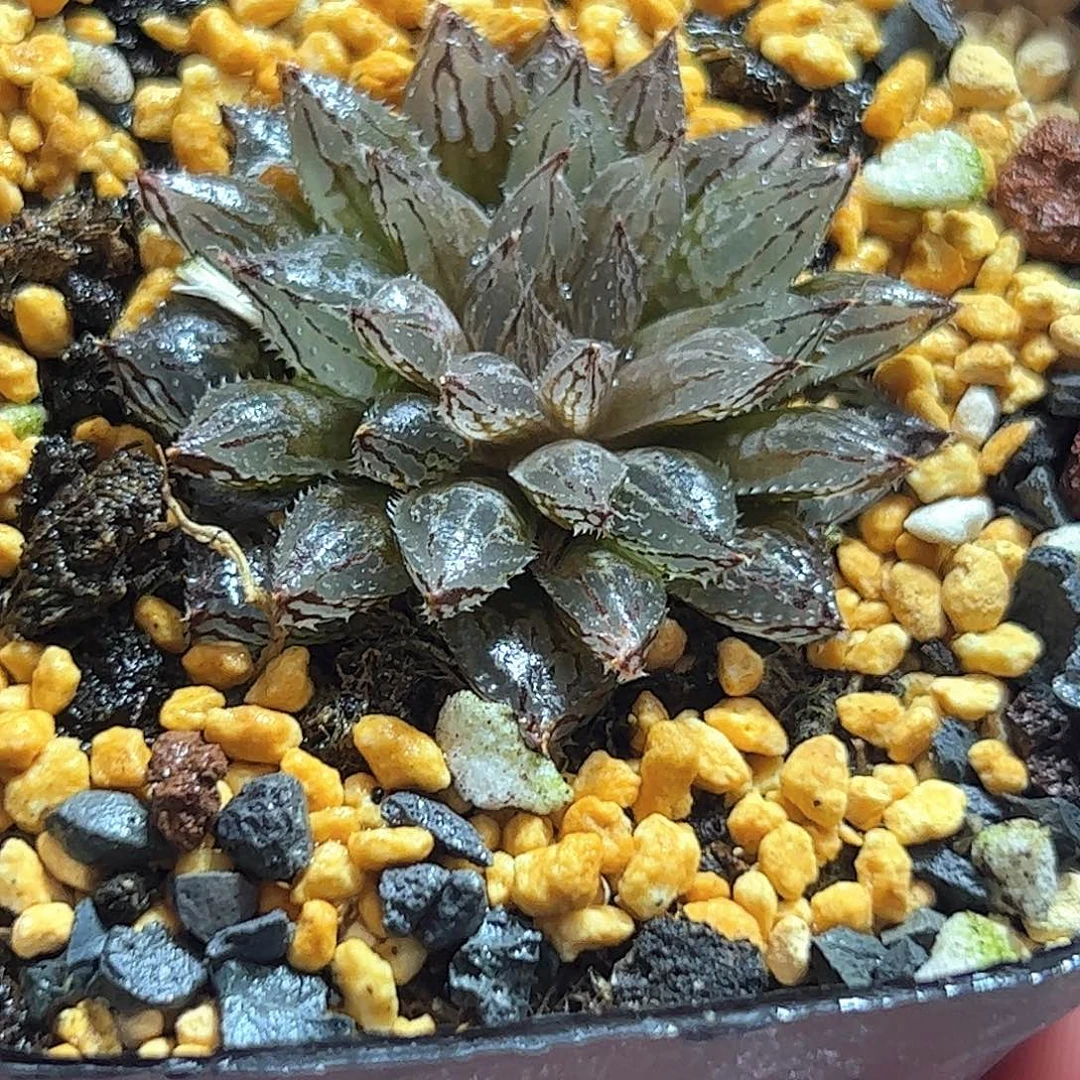 岩兰十二卷多肉植物满