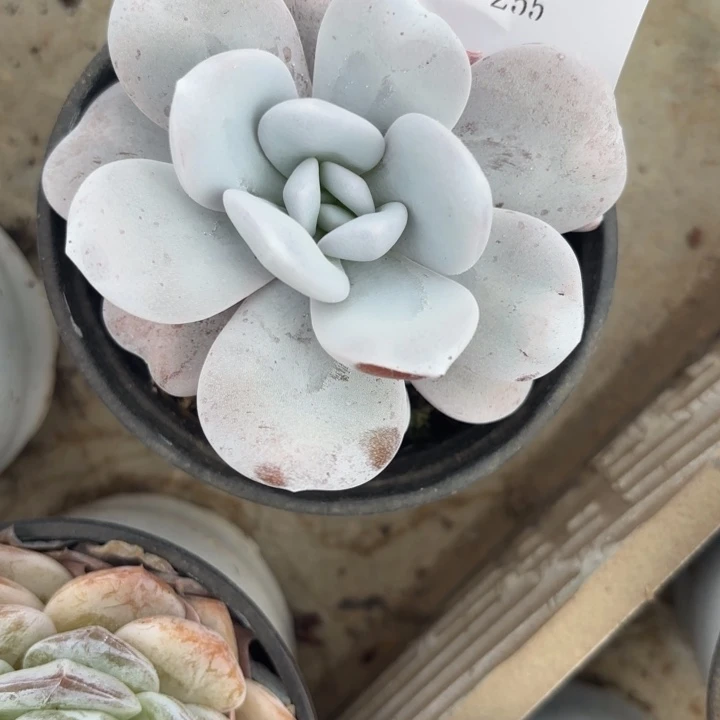 闪吼255呀呀呀呀呀呀呀呀呀呀YY啊呀呀Y