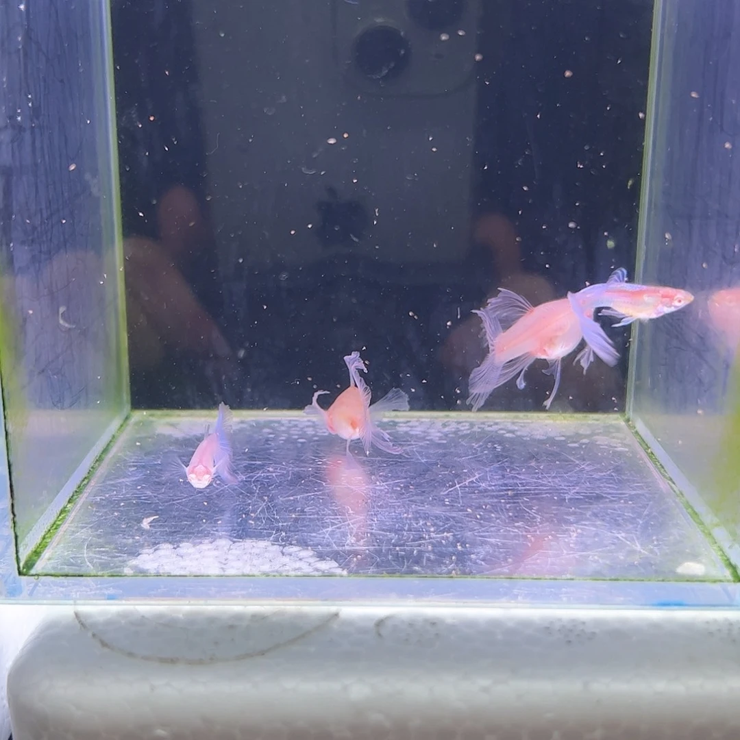 孔雀鱼蓝白c两队耳朵一点点微瑕