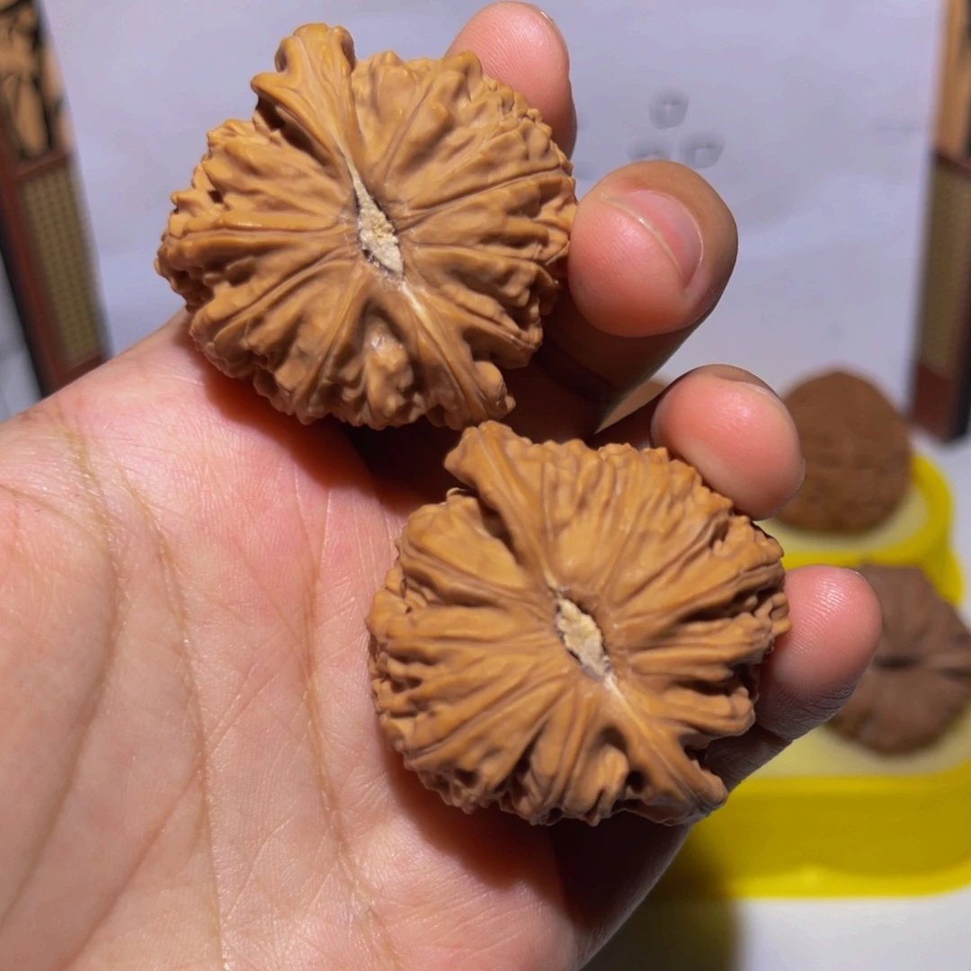 核桃42全品白狮子