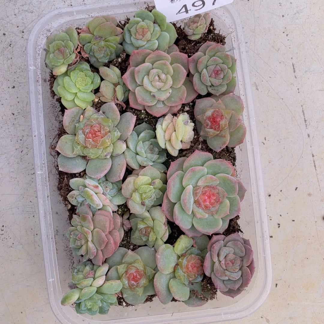 云糖心多肉植物497