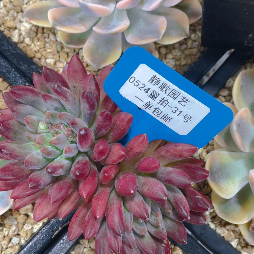 0524-31-羽毛体虞美人老桩一颗