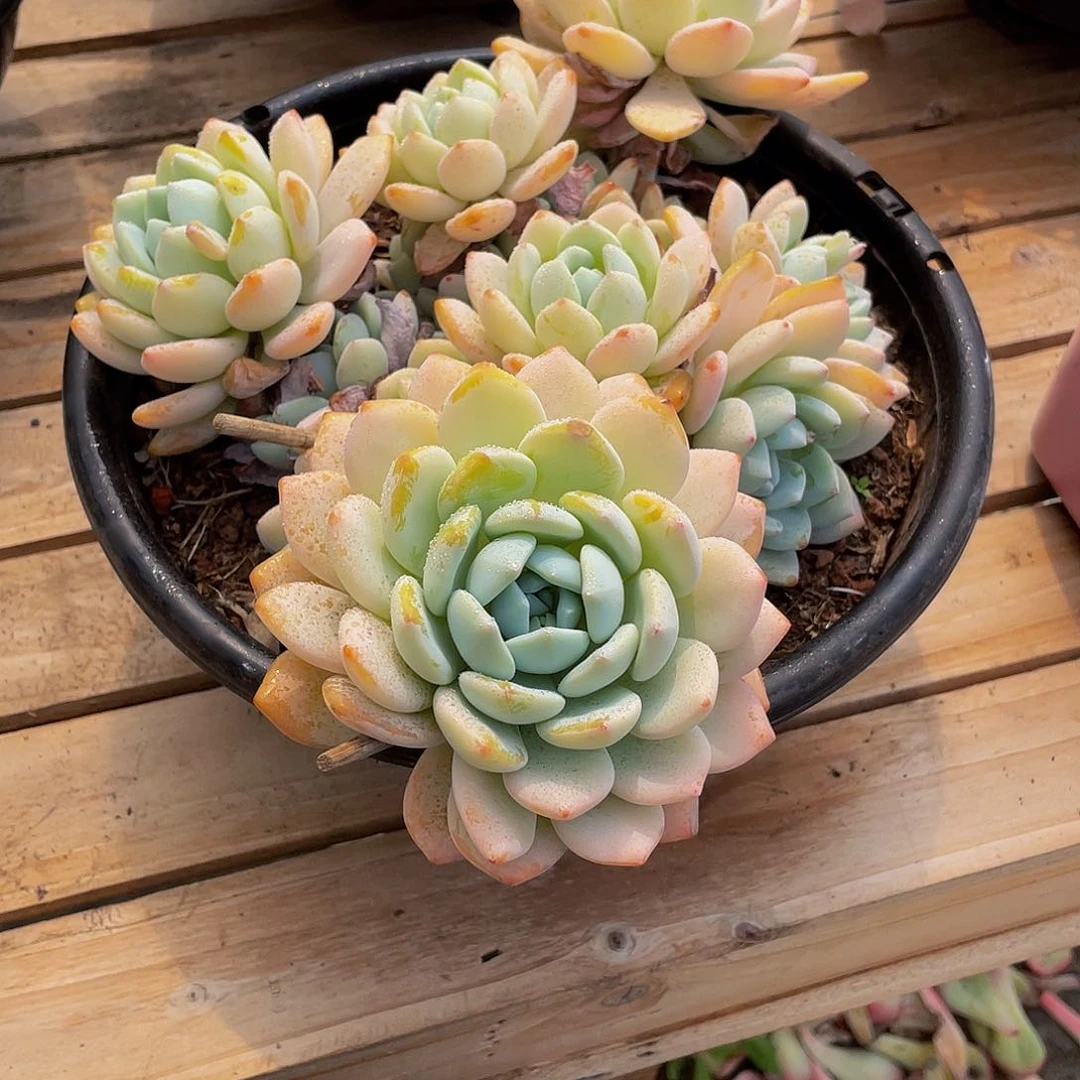 雨***！冷香多肉植物群
