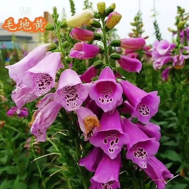 毛地黄鲁冰花大花飞燕草花园三剑客花卉庭院阳台花镜观赏植物