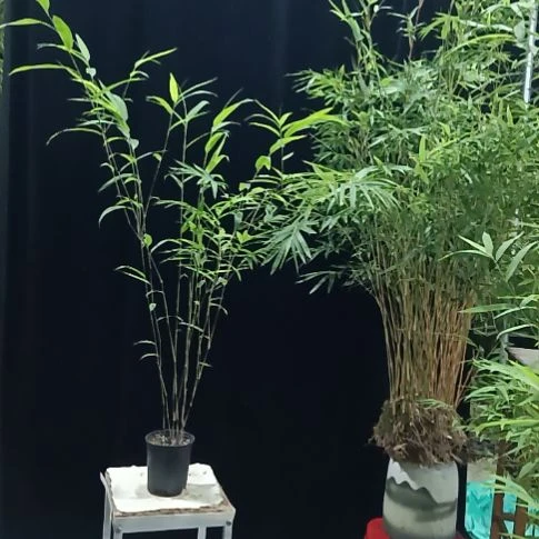 完全开放内门竹内门竹
