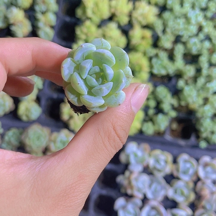 精品白恋多肉植物