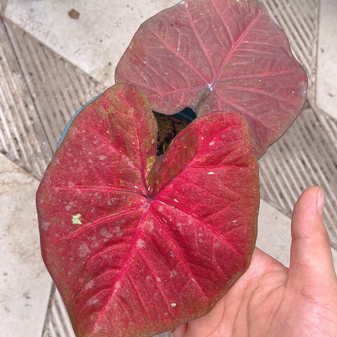 完全开放泰彩一物一拍 83